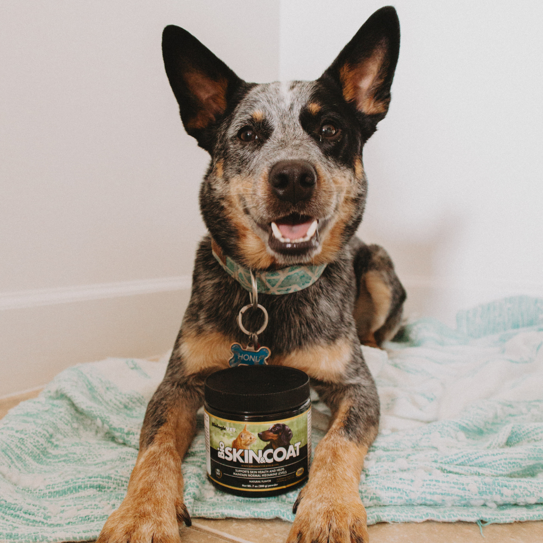 Dog with the BioSkin&Coat Package in front of him