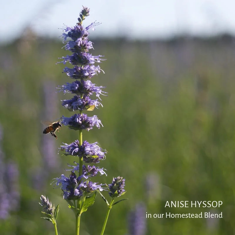 Homestead Blend Herbal Tea (Great for Head Cold Season) 16 Tea Bags